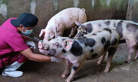 bureau of animal industry davao city address|Bureau of Animal Industry .